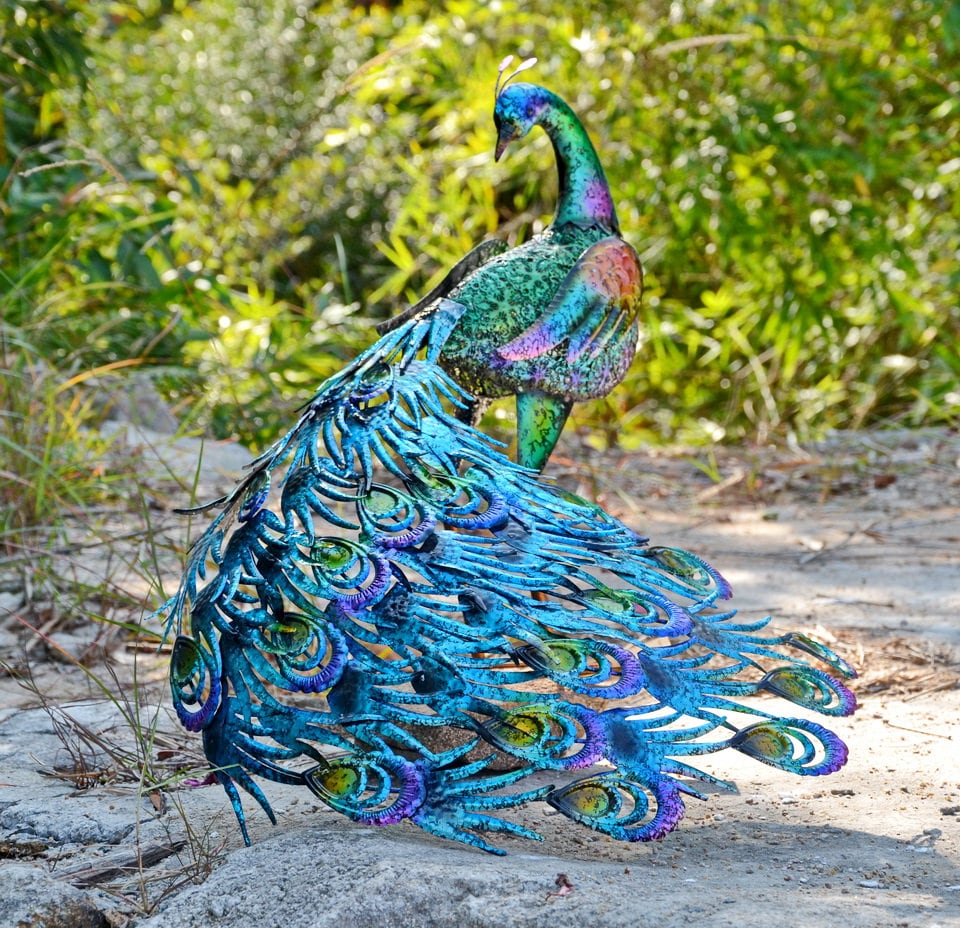 Vibrant peacock-Back head or Front head Outdoor Garden Decor